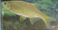 Golden Shiner
