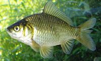 Goldfish