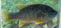 green sunfish