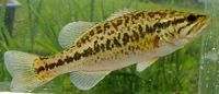Largemouth Bass