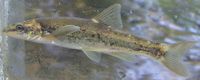 Longnose Dace