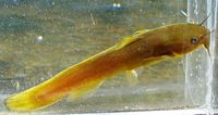 Margined Madtom