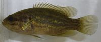 Mud Sunfish