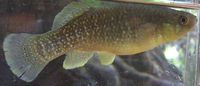 Mummichog