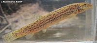 Oriental Weatherfish