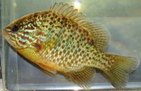 Pumpkinseed