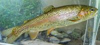 Rainbow Trout