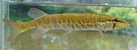 Redfin Pickerel