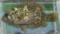 Rockbass