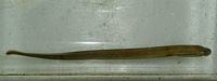 Sea Lamprey