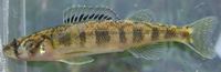 Shield Darter