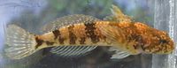 Slimy Sculpin