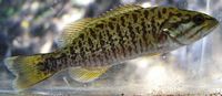 Smallmouth Bass