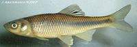 Spotfin shiner