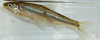 Spottail Shiner