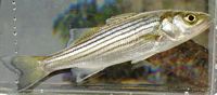 Striped Bass