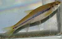 Swallowtail Shiner