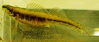Swamp Darter