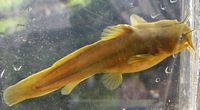 Tadpole Madtom