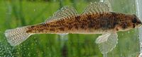 Tesselated Darter