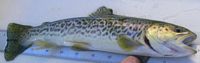 Tiger Trout