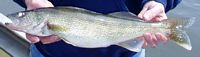 Walleye