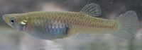 Western Mosquitofish