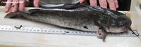 White Catfish