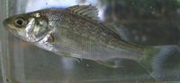 White Perch