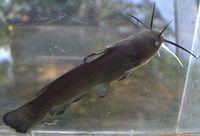 Yellow Bullhead