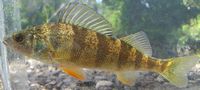 Yellow Perch