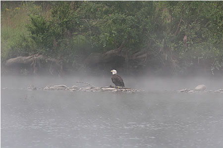 Photo of Bald Eagle on the Delaware River near Narrowsburg, N.Y., by David B. Soete.