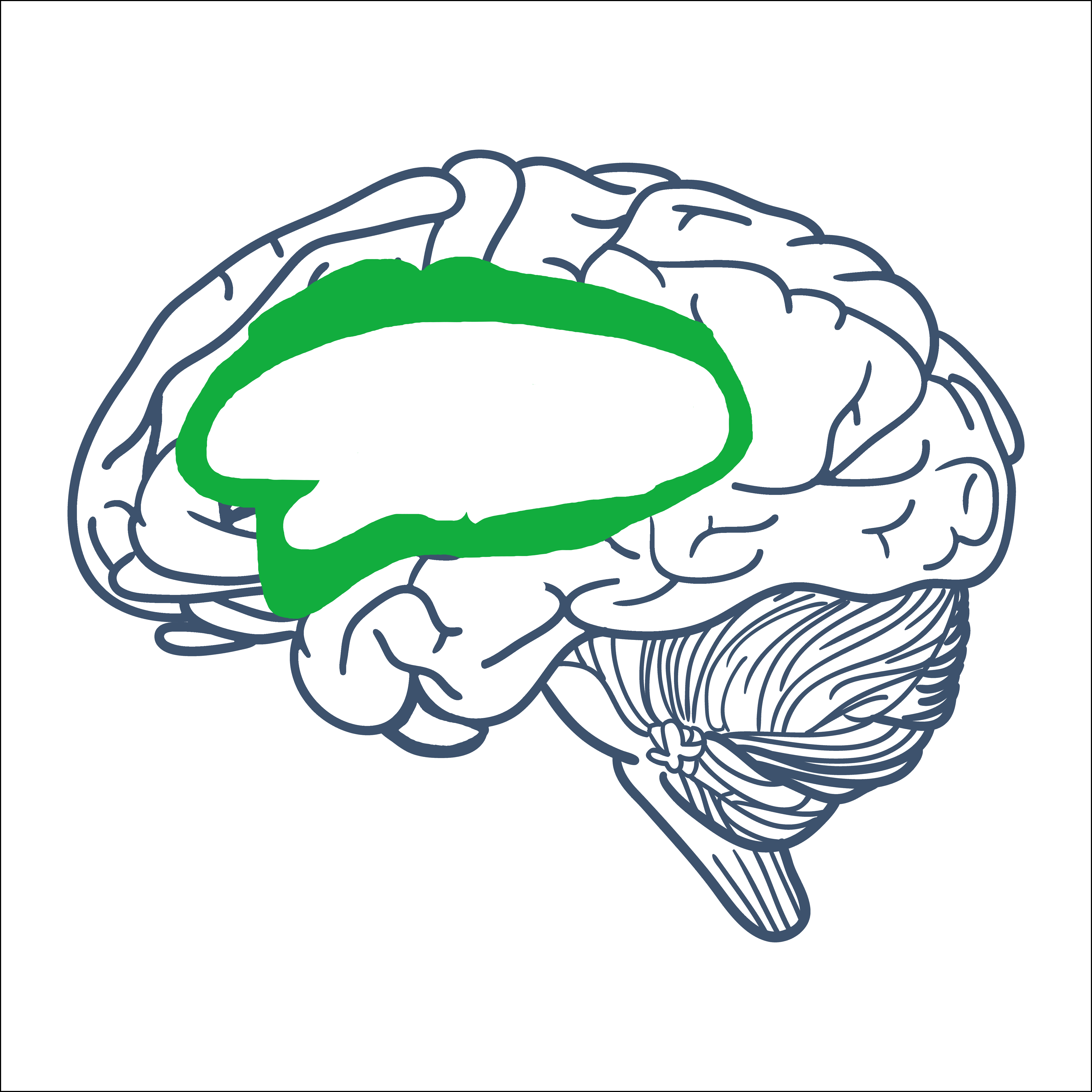 green shaded area on brain that affects the affective networking