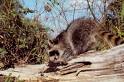 raccoon eating mercury contaminated fish