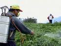 spraying fields