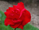A beautiful flower from the rose garden