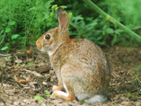 A rabbit sits on one of the woodland trails