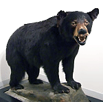 Black Bear