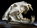 Leopard skull