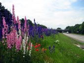 wildflower program photo