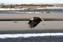 a Bald Eagle flies along the coastline of Homer, Alaska photo