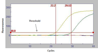 An example of real time PCR result. Yellow and green lines on graph are showing exponentially increasing fluorescence and have crossed the threshold. These lines represent positive controls. Sample lines did not cross the threshold and are negative. 