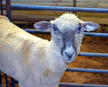 Photo of a sheep