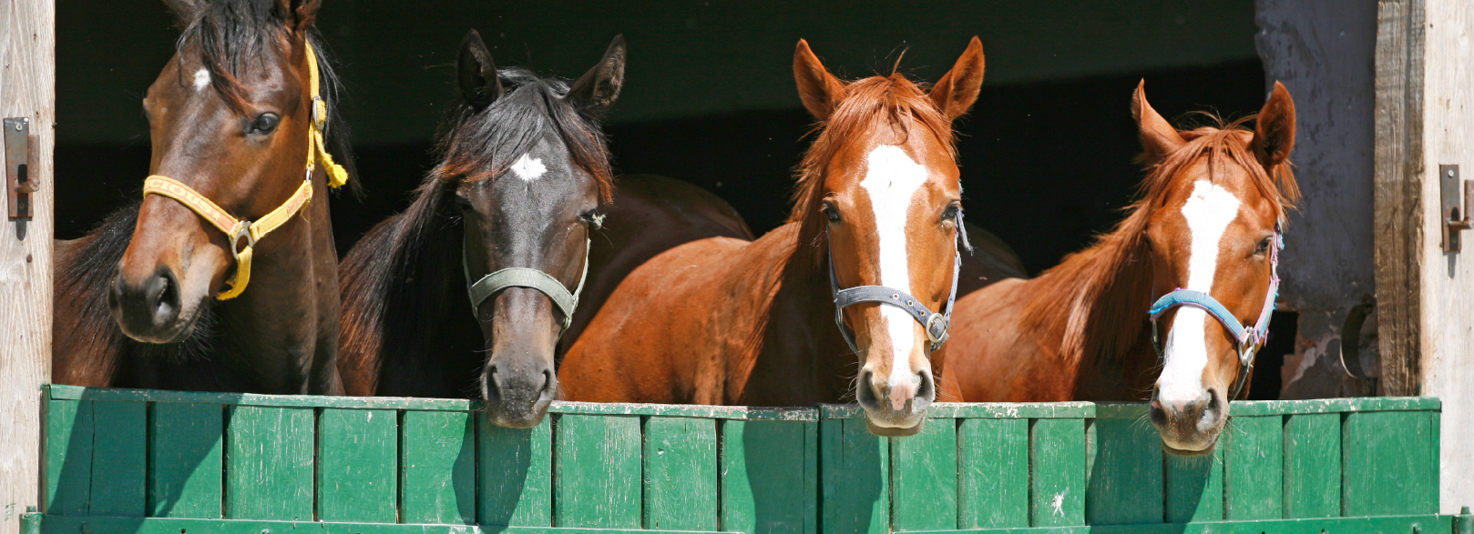 Picture of Horses