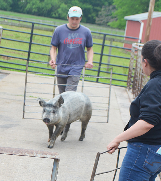 Herding Pig Demo