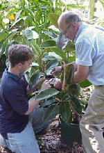 Greenhouse