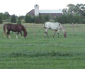 Horses