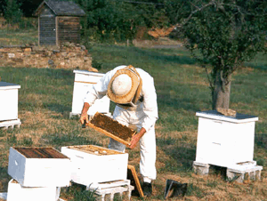 Beekeeper