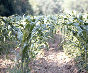 Corn Field