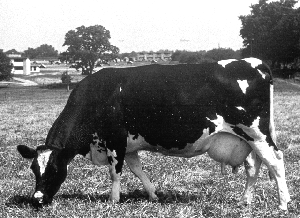 Dairy Cow